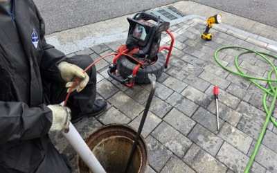 하얗고 노란 딱딱한 덩어리들이 관찰